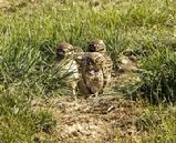 burrowing owls