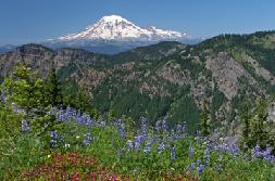 Mt. Rainier goat rocks wilderness volcano