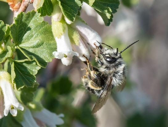 Native pollinator, Zumwalt Prairie